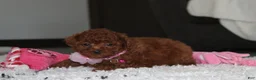 Bichpoo dogs for sale: Sugar - Ad 6