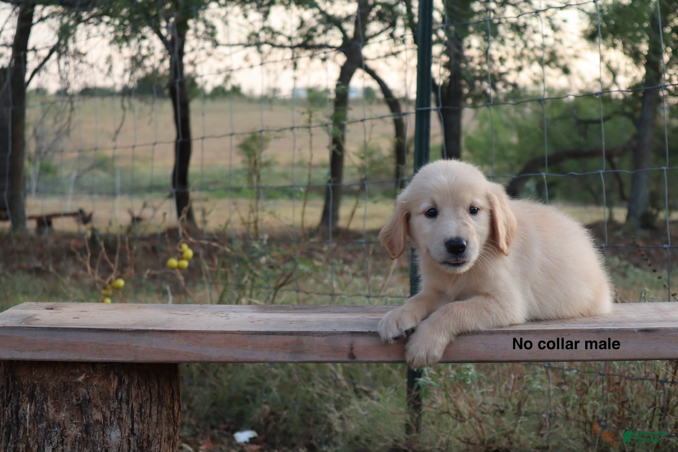 Golden Retriever dogs Logan - Ad 1