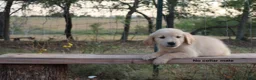 Golden Retriever dogs for sale: Logan - Ad 1
