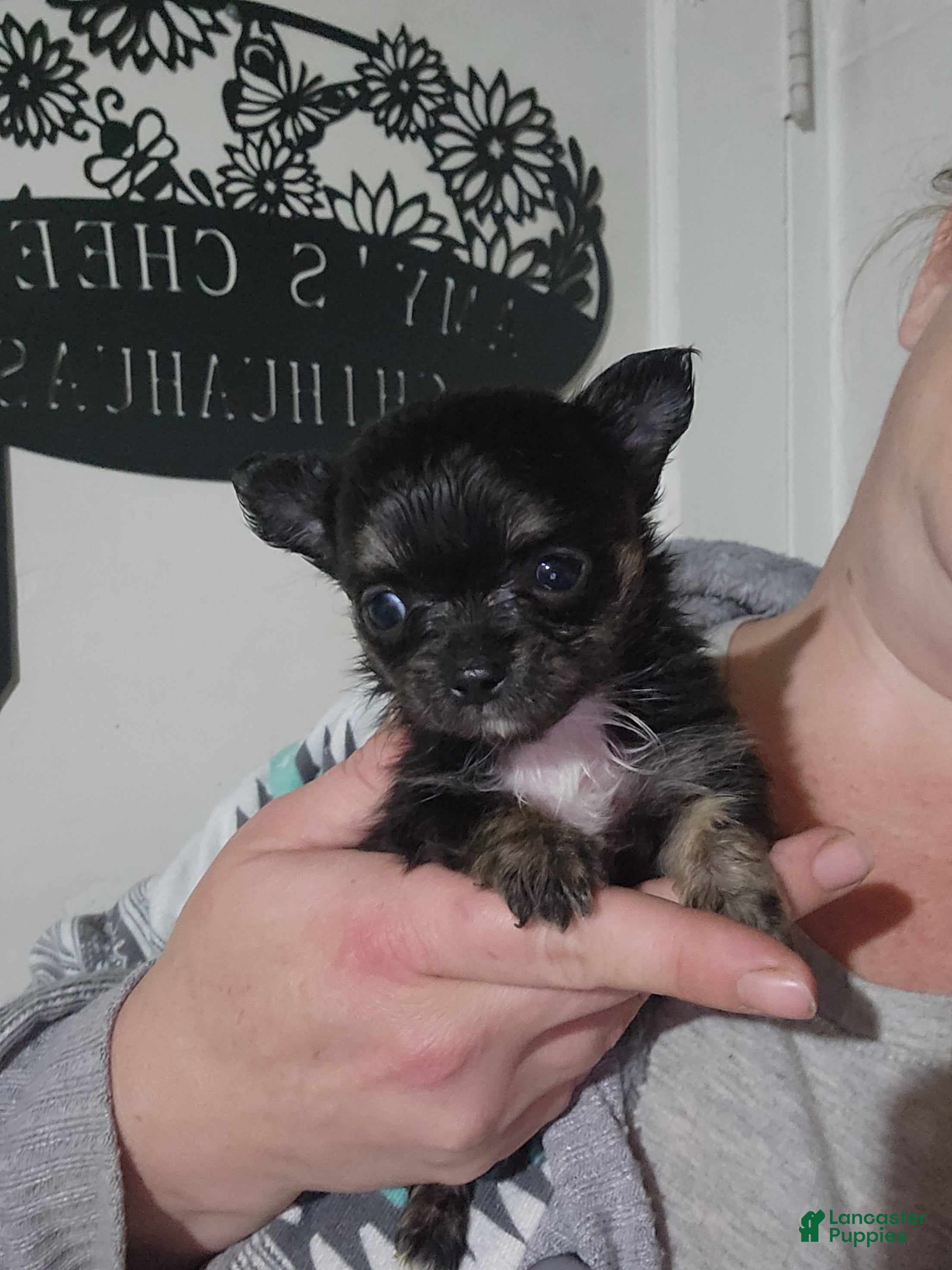Black full grown Chihuahua Puppies for sale Lancaster Puppies