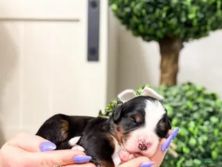 Bernedoodle dogs Catalina - Ad 11