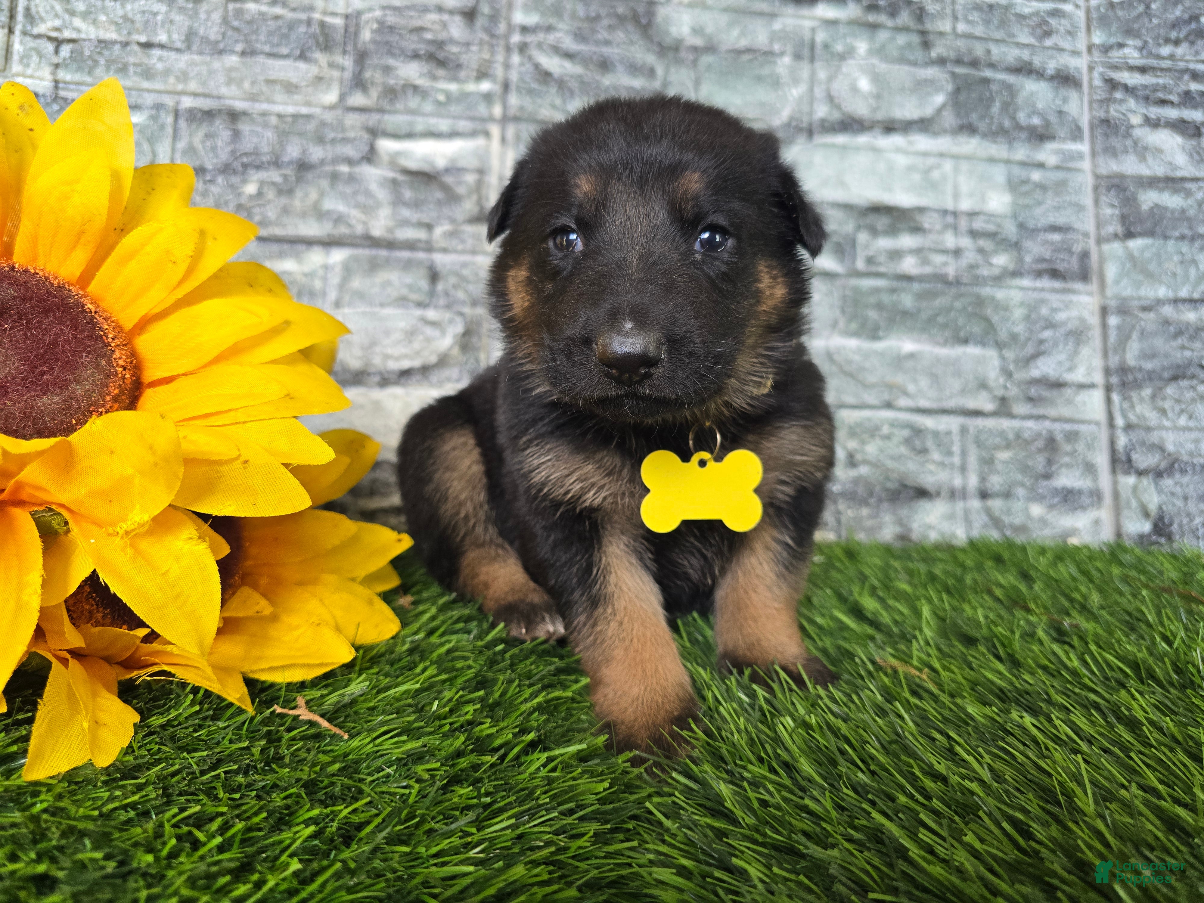German Shepherd dogs for sale: German Shepherd 5 - Ad 1