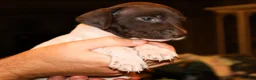 German Shorthaired Pointer dogs for sale: Rooster, liver/white - Ad 4