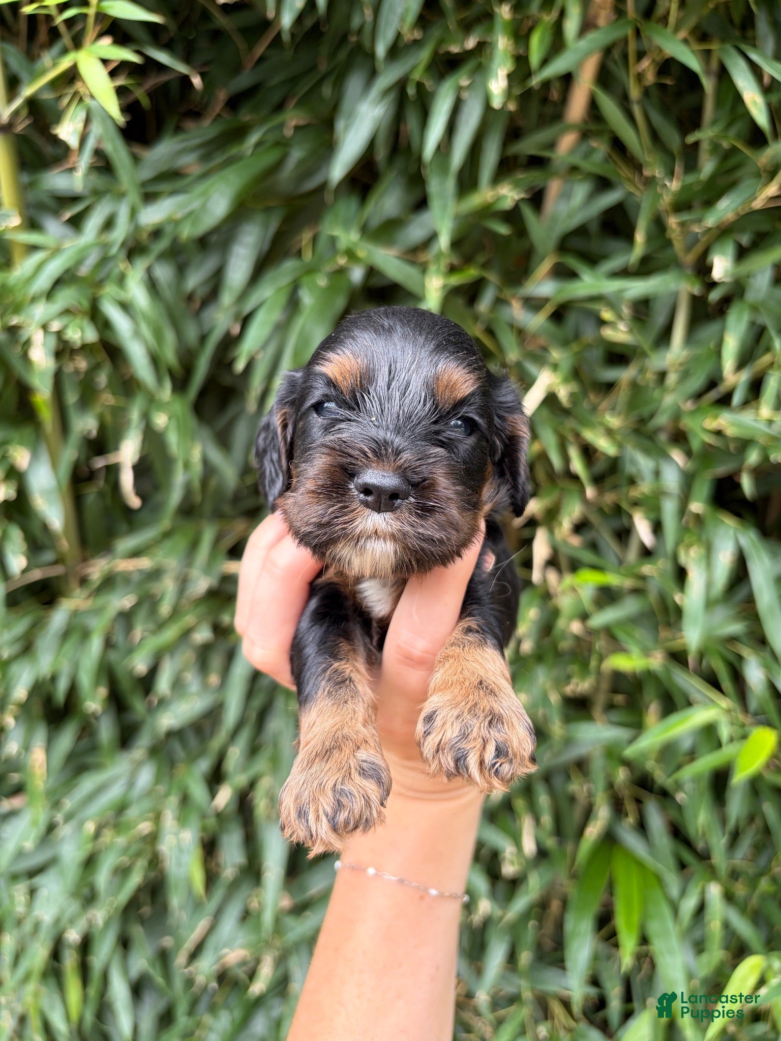 Cocker Spaniel dogs Cocker Spaniel 3 - Ad 11