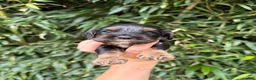 Cocker Spaniel dogs for sale: Cocker Spaniel 3 - Ad 1