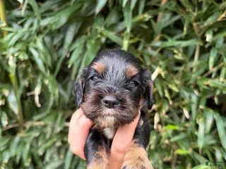 Cocker Spaniel dogs Cocker Spaniel 3 - Ad 19