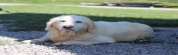 Mini Goldendoodle dogs for sale: Jaren - Ad 5