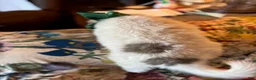 Great Pyrenees dogs for sale: Wilson - Ad 2
