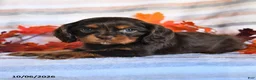 Cavalier King Charles Spaniel dogs for sale: Landon - Ad 3
