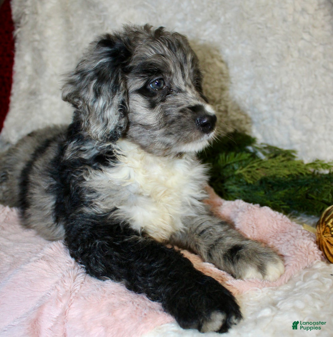 Bernedoodle dogs for sale: Daisy  - Ad 6