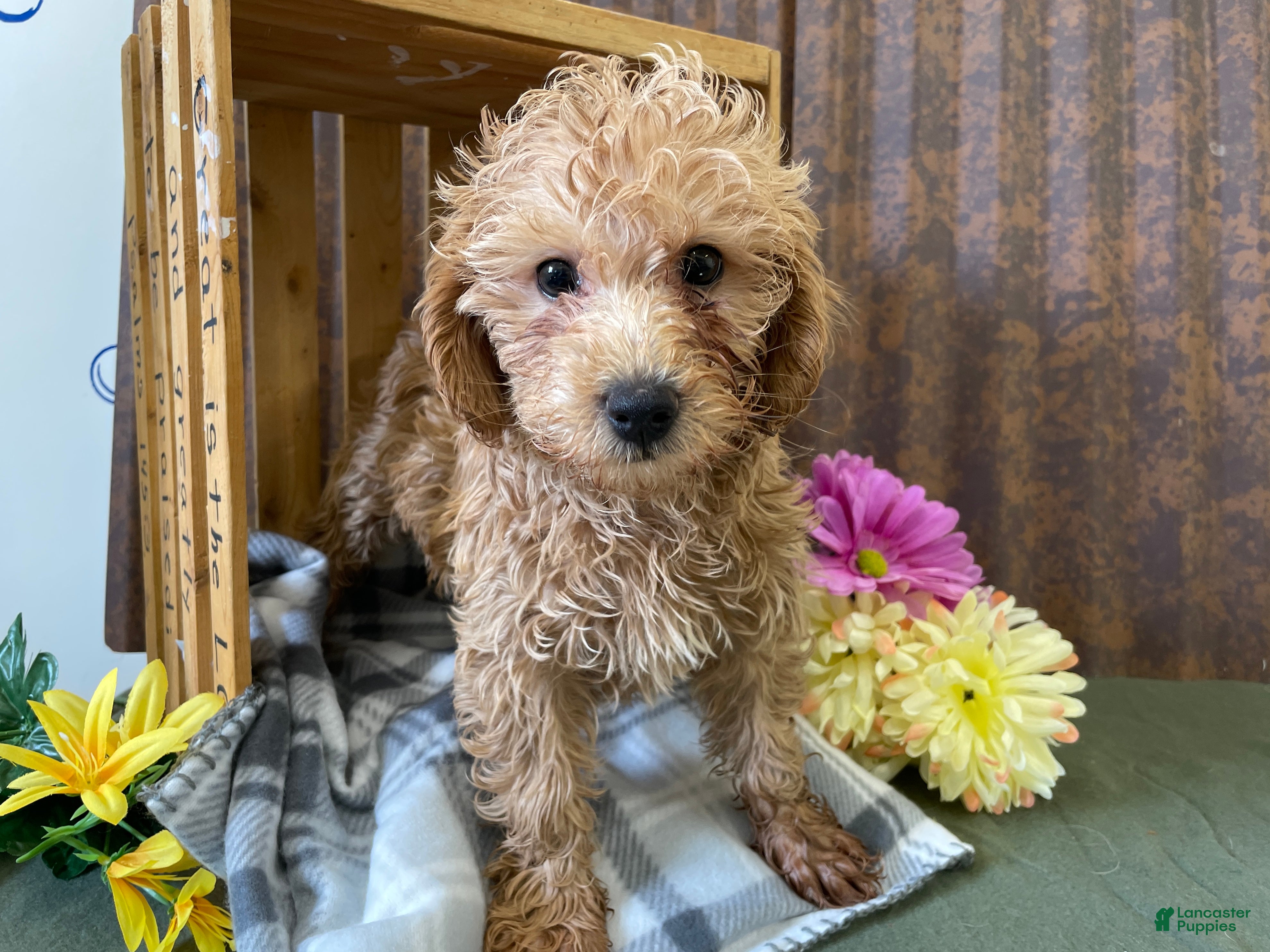 Mini Goldendoodle dogs for sale: Gretchen - Ad 2