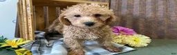 Mini Goldendoodle dogs for sale: Gretchen - Ad 1