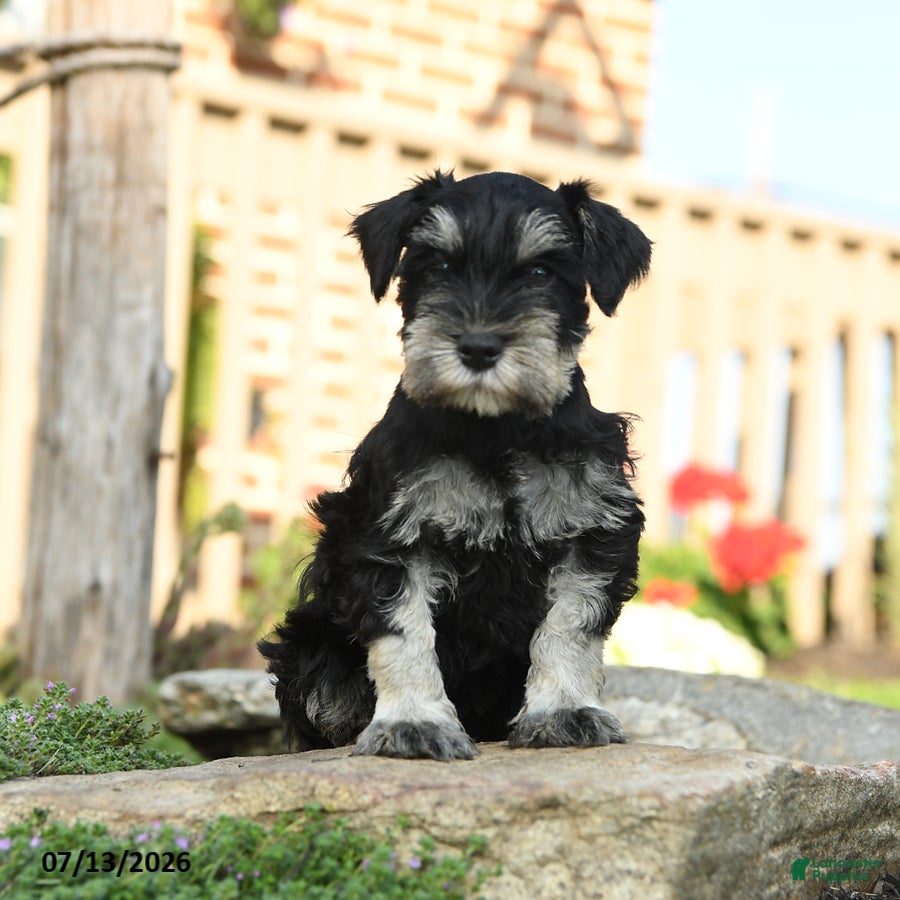 Miniature Schnauzer dogs Lassie - Ad 1