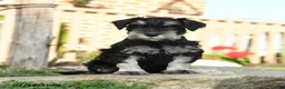 Miniature Schnauzer dogs for sale: Lassie - Ad 1