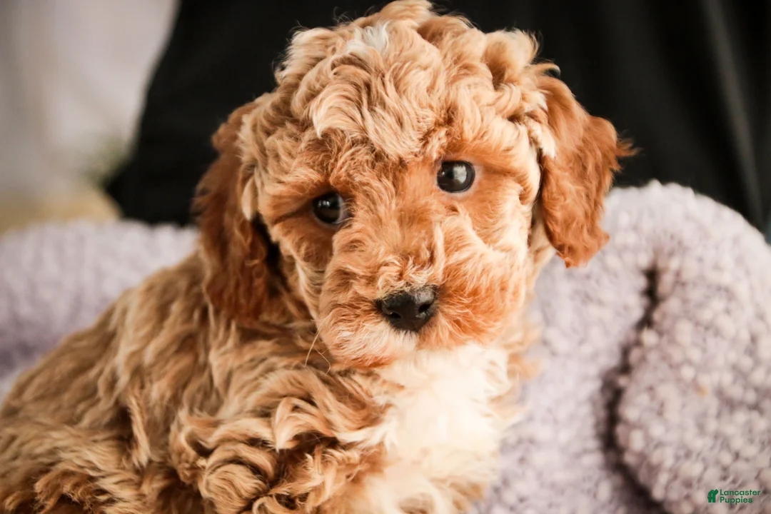 Miniature Poodle dogs for sale: Jade - Ad 1