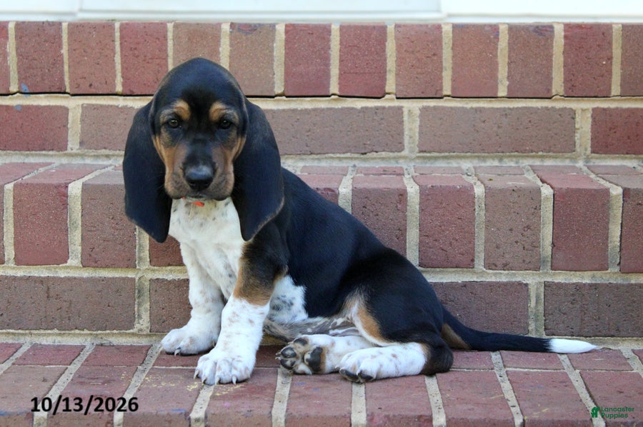 Basset Hound dogs for sale: Ella - Ad 11