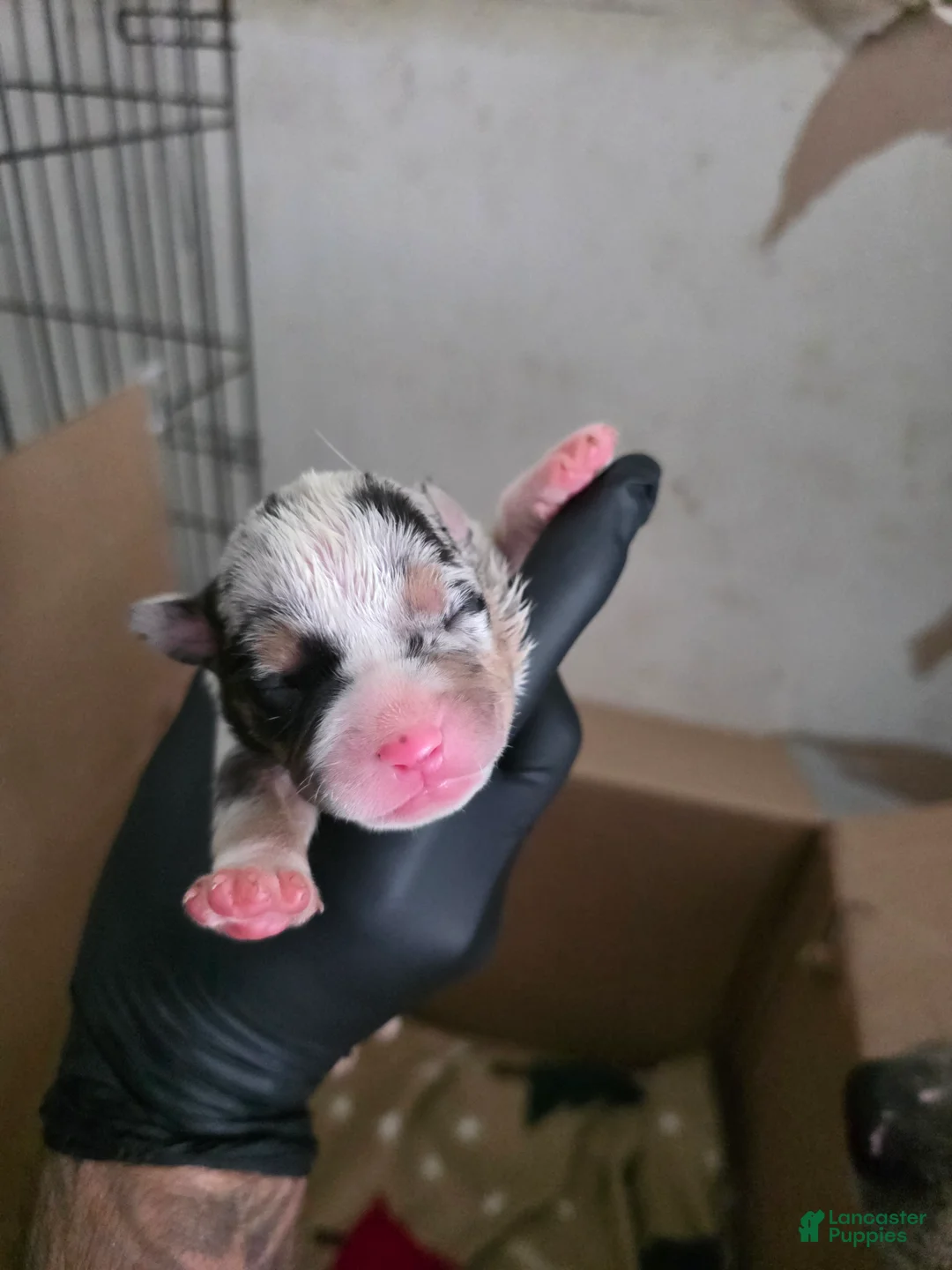 American Bully dogs for sale: American Bully 1 - Ad 1