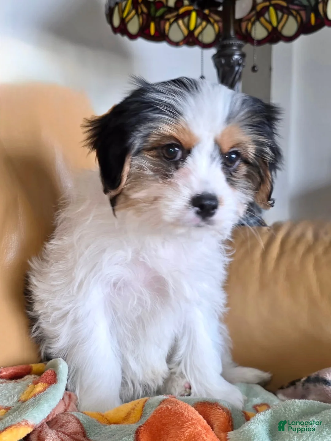 Mixed Breed dogs for sale: Mixed Breed Puppy 1 - Ad 1