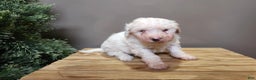 Mini Bernedoodle dogs for sale: Rudolph - Ad 12