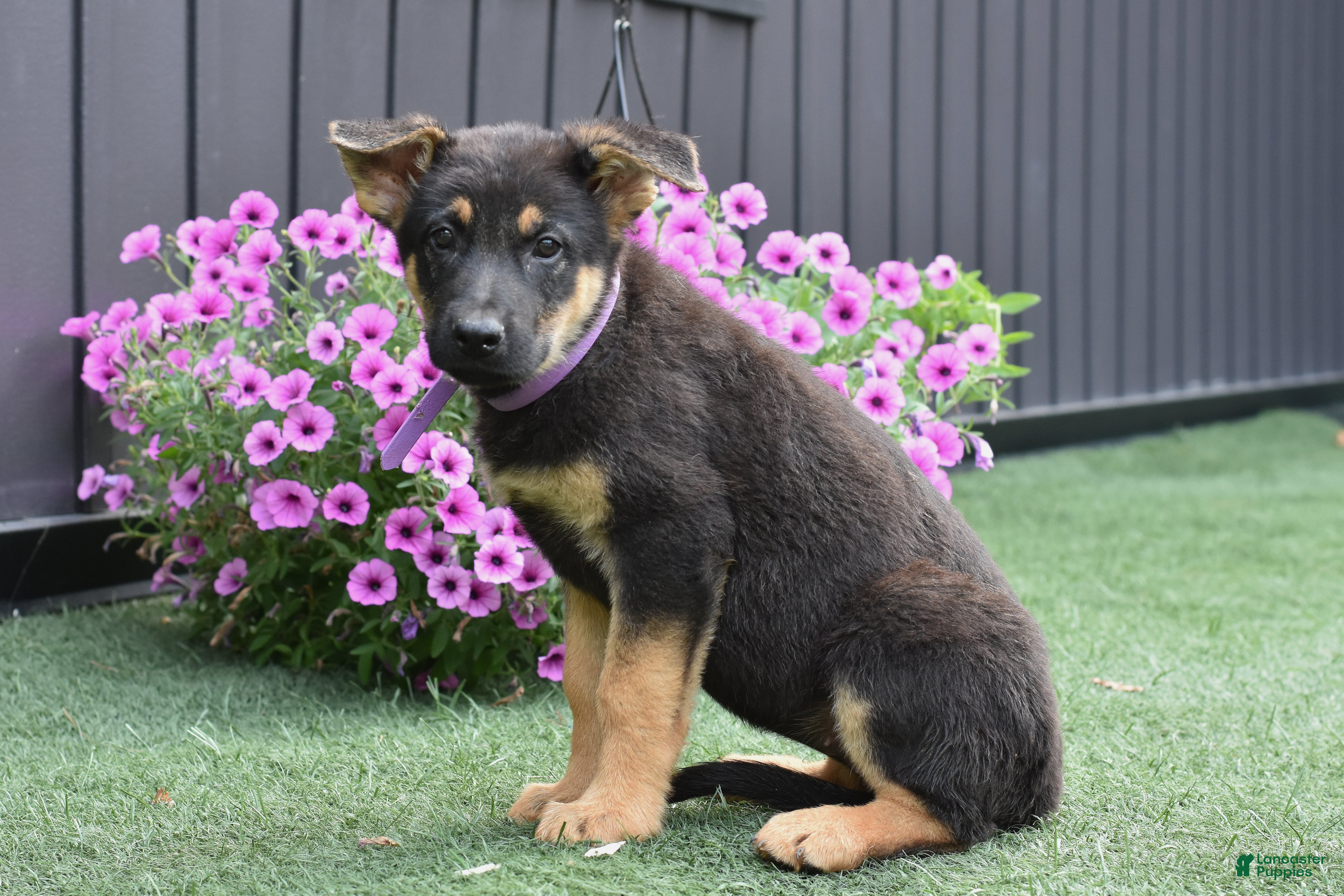 German Shepherd dogs Aspen - Ad 2