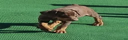 Doberman Pinscher dogs for sale: Doberman Pinscher 1 - Ad 10