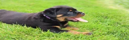 Rottweiler dogs for sale: Roxy - Ad 12