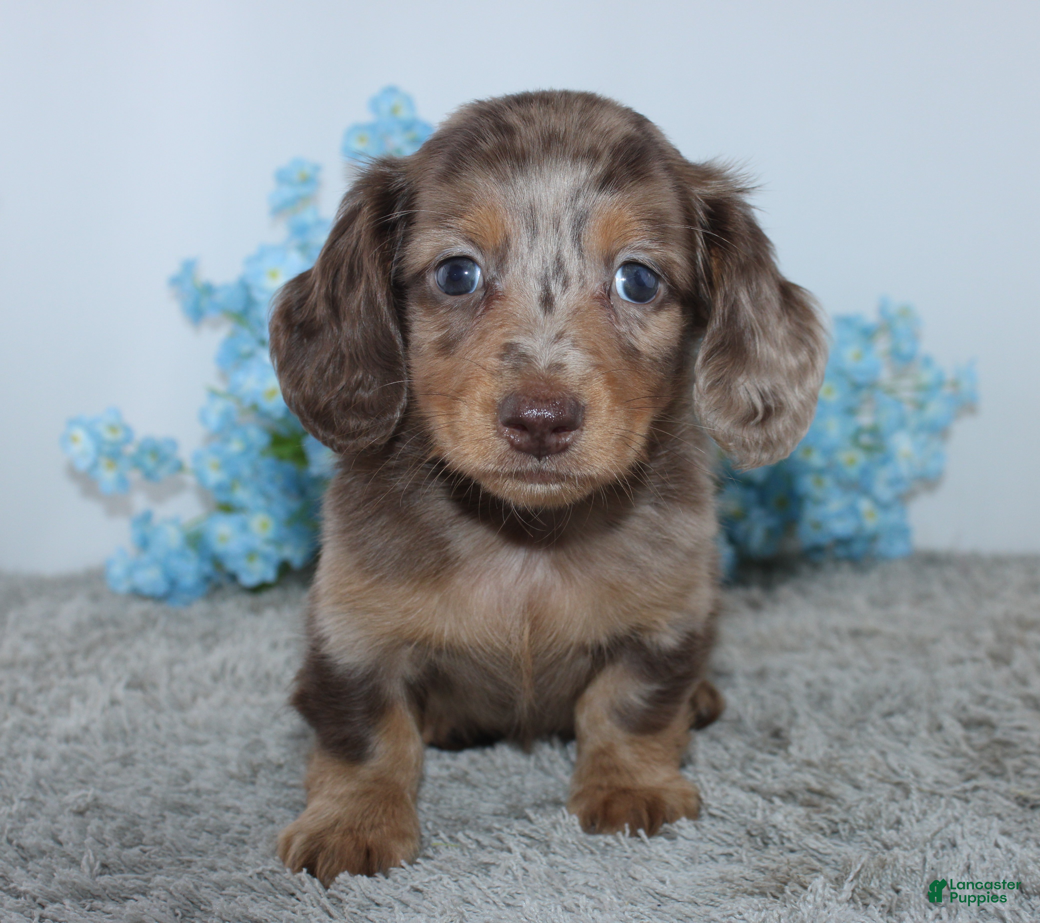 Miniature Dachshund dogs Lakota - Ad 2