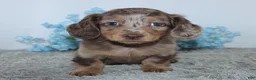 Miniature Dachshund dogs for sale: Lakota - Ad 2