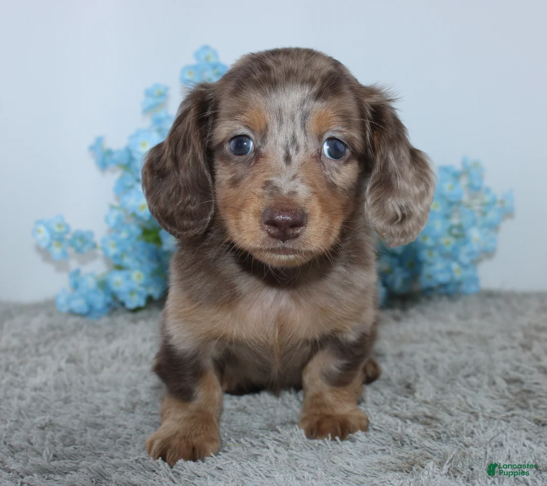 Miniature Dachshund dogs for sale: Lakota - Ad 2