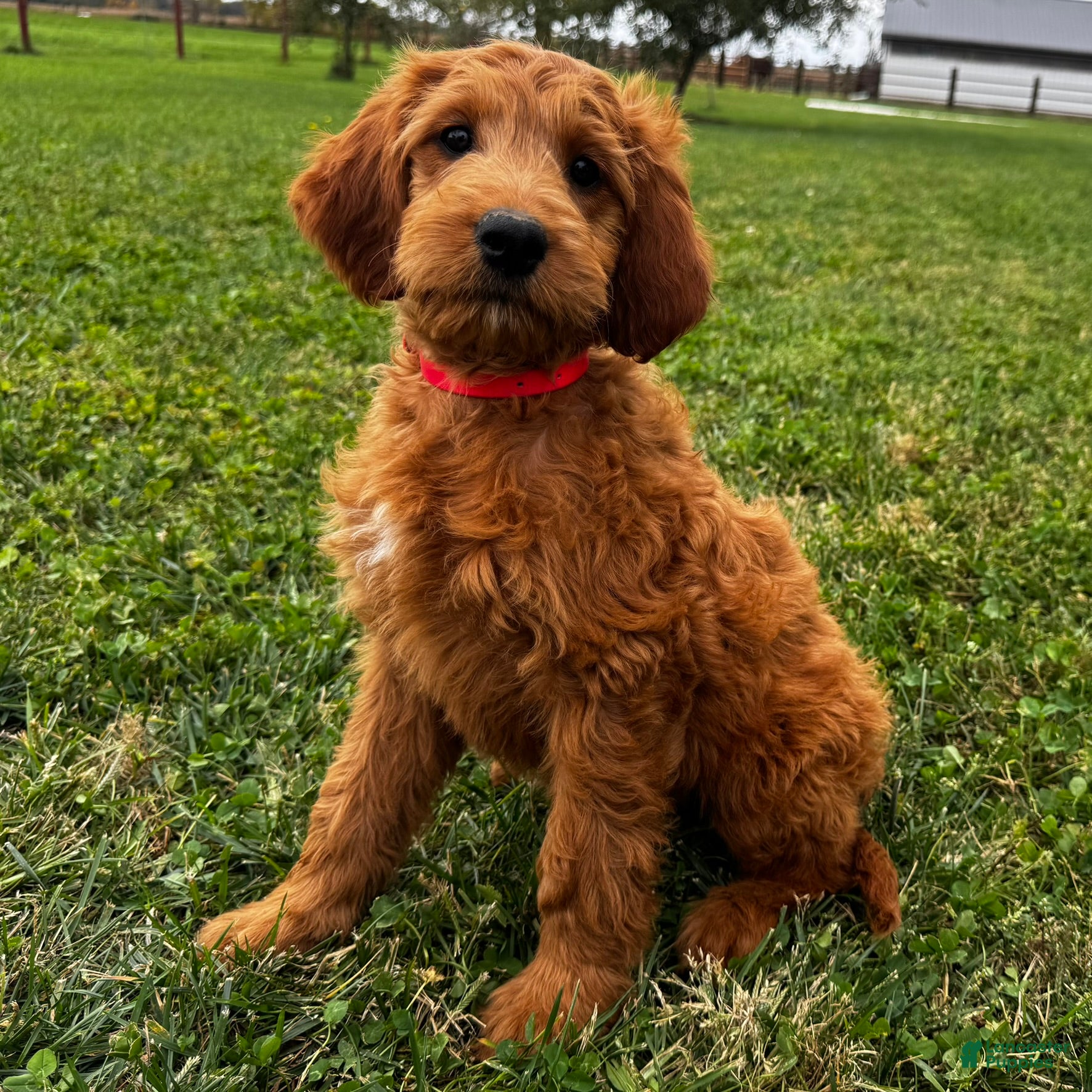Mixed Breed dogs Ginger - Ad 1