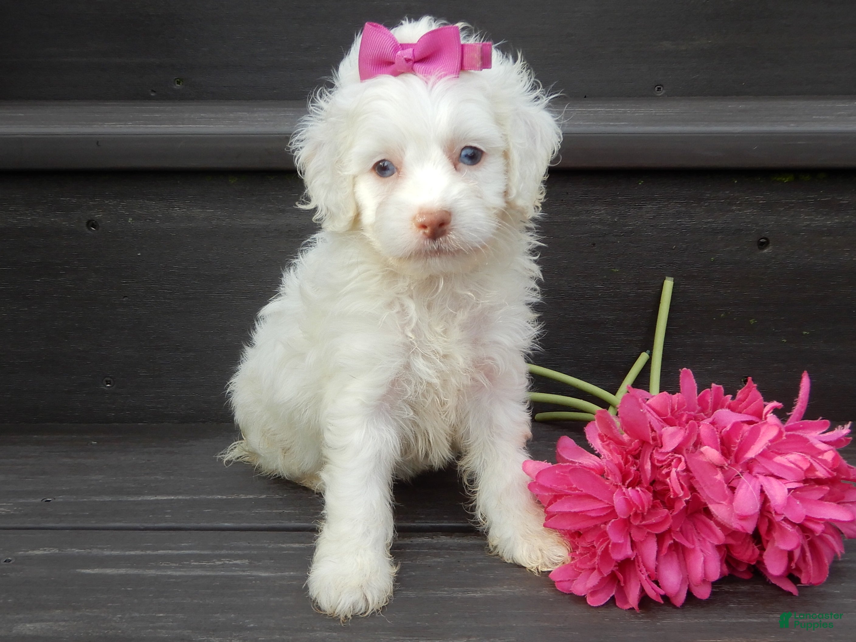 Cockapoo dogs for sale: Angel - Ad 2