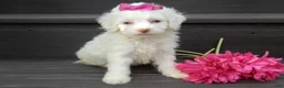 Cockapoo dogs for sale: Angel - Ad 1