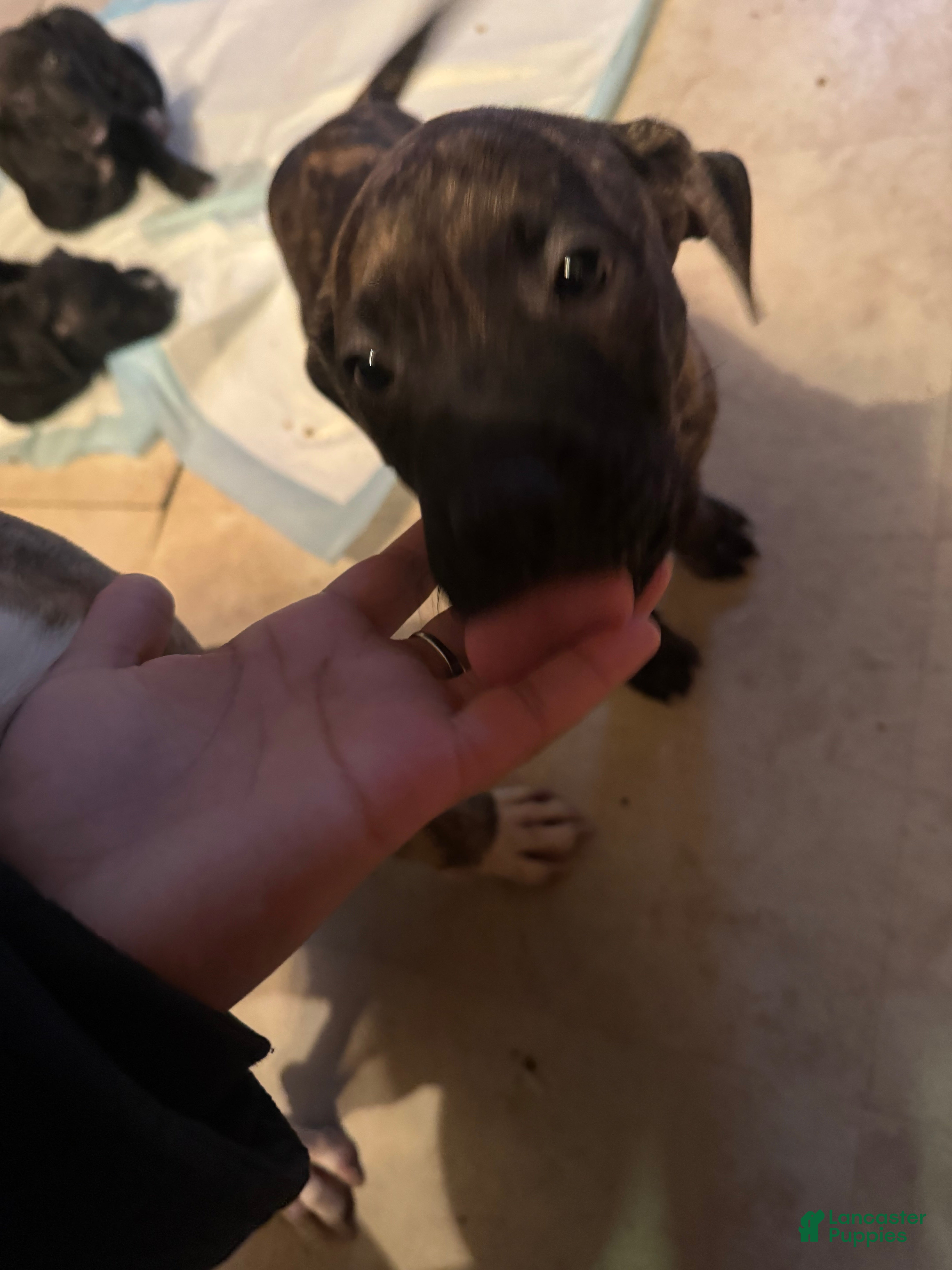 Mixed Breed dogs Mixed Breed Puppy 3 - Ad 42