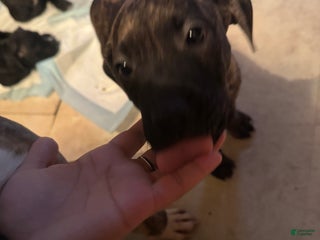 Mixed Breed dogs Mixed Breed Puppy 3 - Ad 13