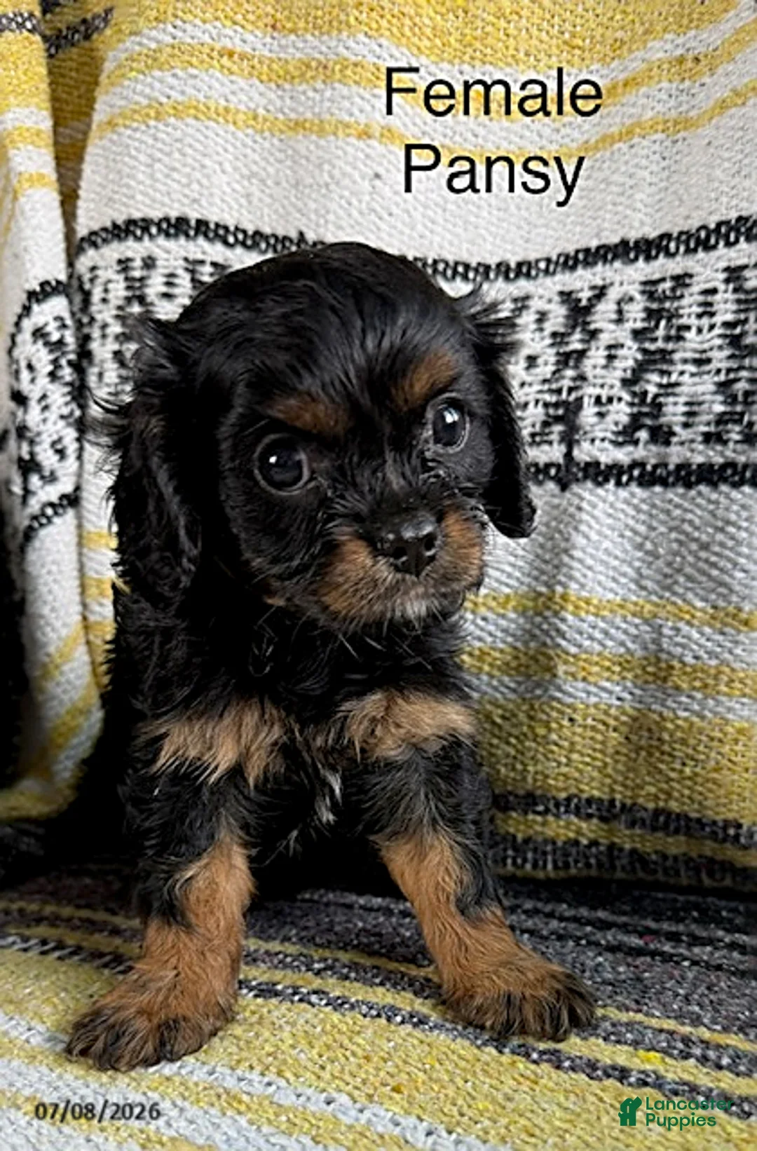 Cavalier King Charles Spaniel dogs for sale: Pansy - Ad 2