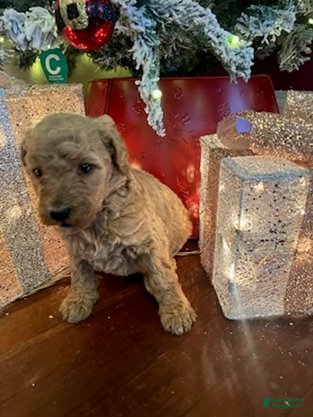 Standard Poodle dogs for sale: Billy - Ad 7