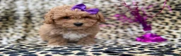 Bichpoo dogs for sale: Roxy - Ad 2