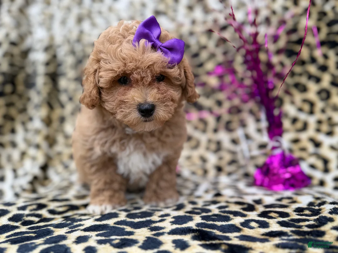 Bichpoo dogs for sale: Roxy - Ad 2