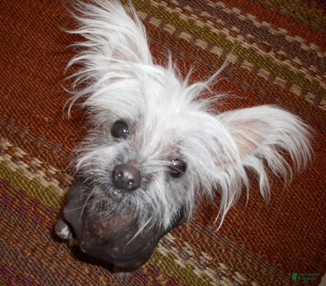 Gallery Image {{count}}