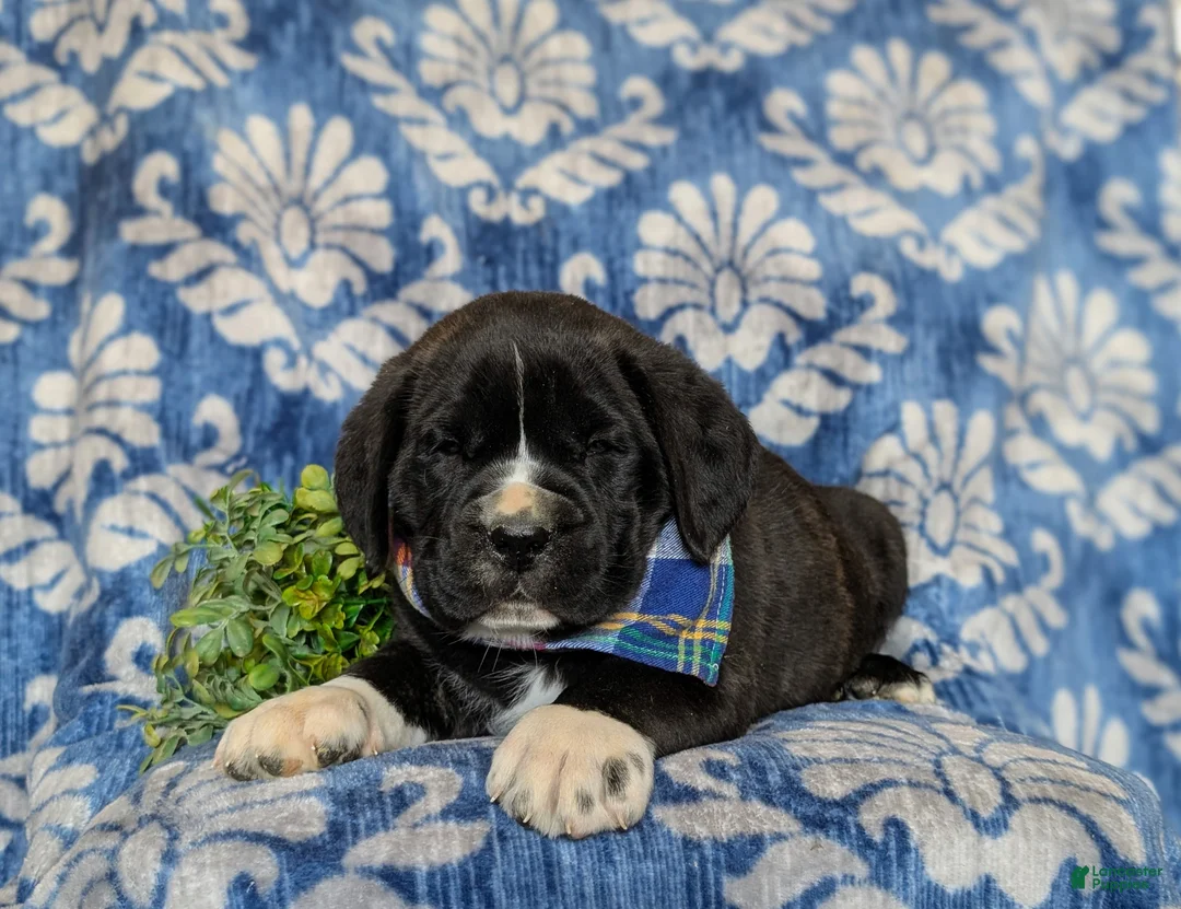 Cane Corso dogs for sale: Cane Corso Puppy 1 - Ad 6