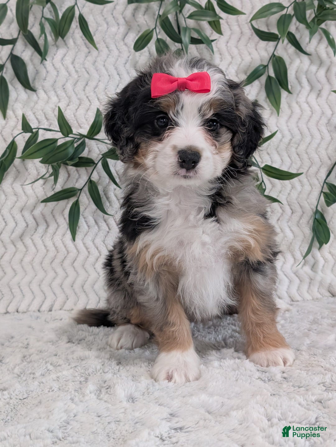 Mini Bernedoodle dogs for sale: Mini Pearl  - Ad 14