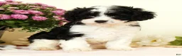 Cavapoo dogs for sale: Winnie - Ad 4