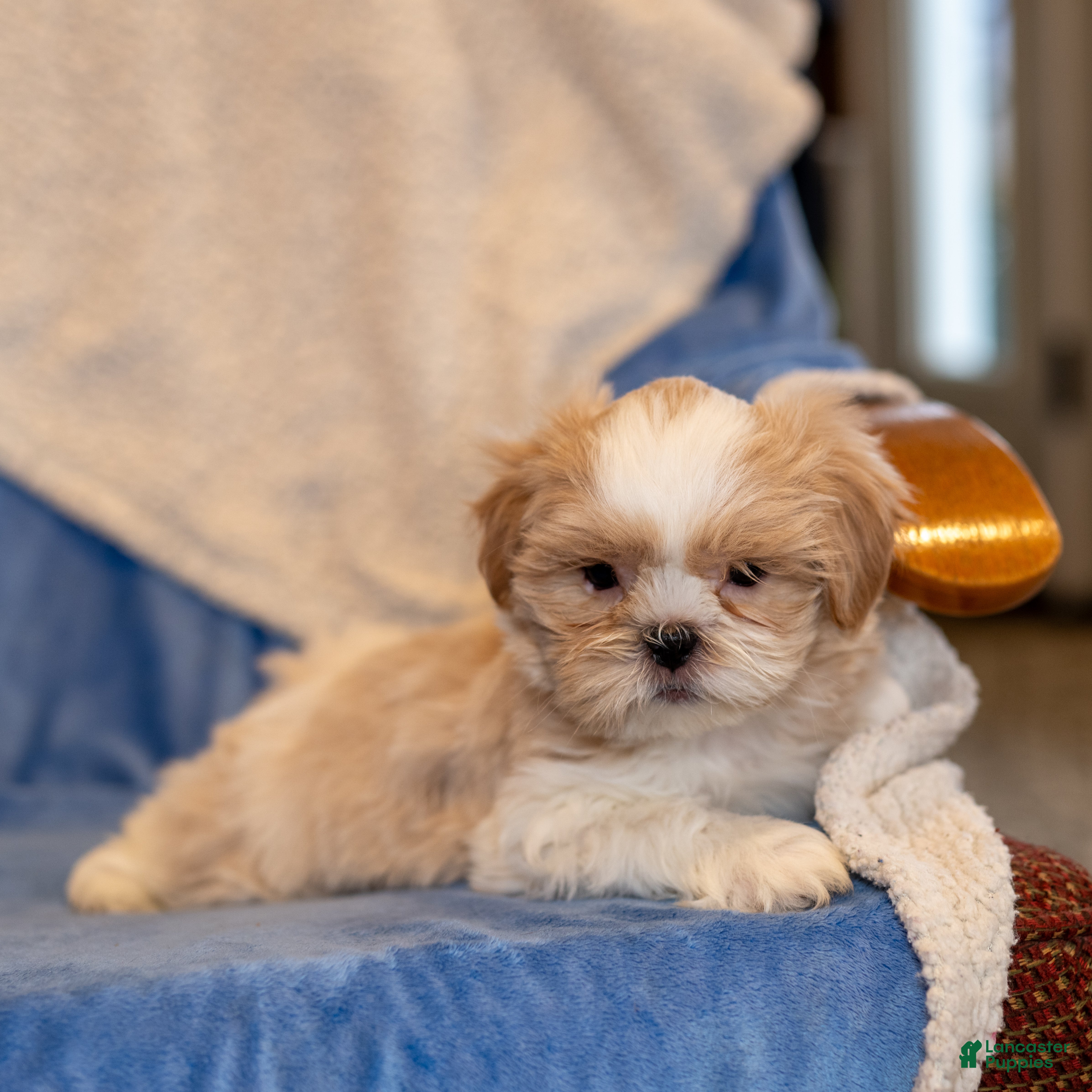 Shih Tzu dogs Dusty - Ad 32