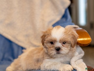 Shih Tzu dogs Dusty - Ad 32