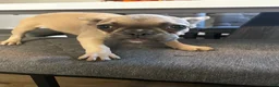 French Bulldog dogs for sale: Nina - Ad 15