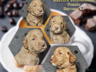 Goldendoodle dogs Espresso - Ad 42