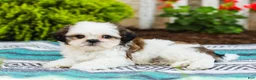 Shih Tzu dogs for sale: Buttons (Raised in Home, Crate Trained & Potty Training!) - Ad 5