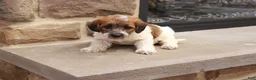 Jackapoo dogs for sale: Jonathan - Ad 3
