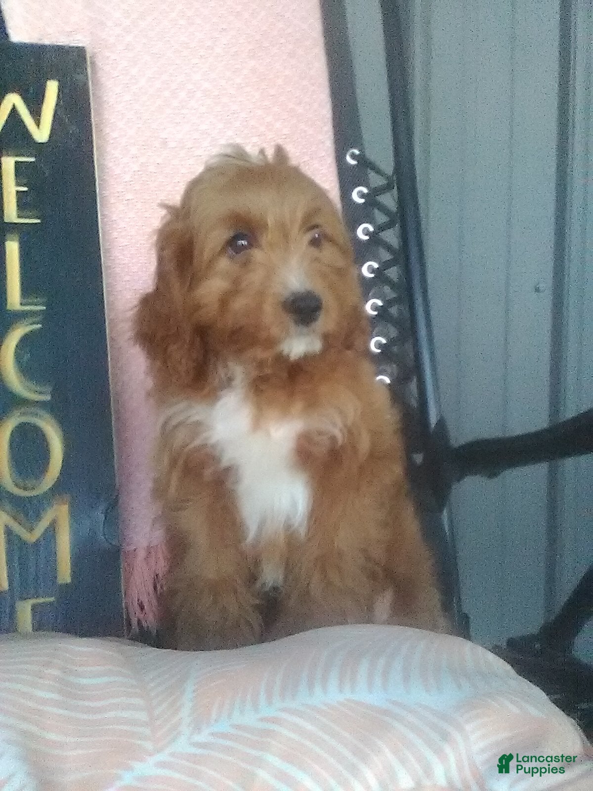 Cavapoo dogs Max - Ad 1