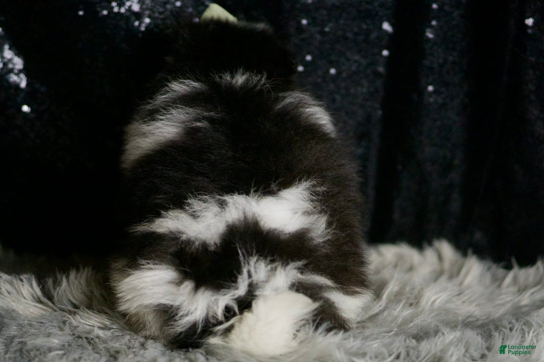 Pomeranian dogs for sale: Panda - Ad 7